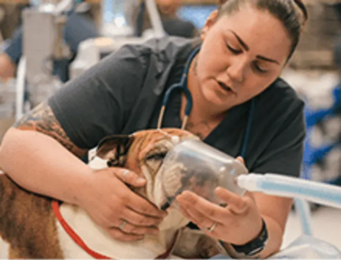 Veterinarian giving a dog emergency care